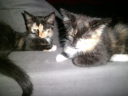 5 Katzenbabys suchen liebevolles zuhause