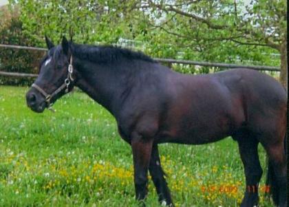 Verkaufe super lieben Welshcob-Wallach