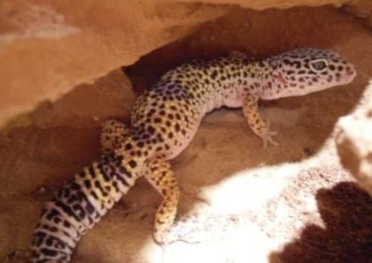 3 Leopardgeckos 2 weibchen adult subadult 1 männchen adult zu verk.