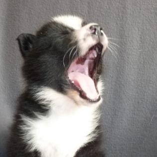 Karelischer Bärenhund
