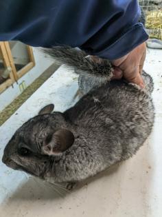 Langschwanz Chinchillas