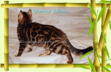 Cahsmere Bengal Kater sehr lieb pfiffig Evtl. sogar mit Zuchtfreigabe