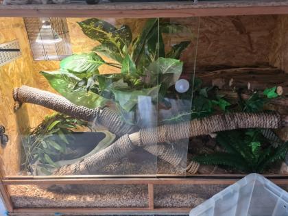 Boa Constrictor Imperator 180cm männlich inkl. Terrarium abzugeben