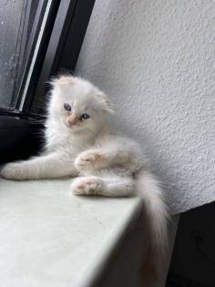 Zwei Perser Kitten suchen ein liebevolles Zuhause