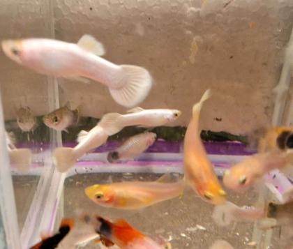 Platinum Snow Full White Guppy Schneeweiß Weiß