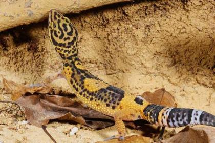 Weiblicher Leopardgecko