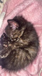 4 süße Katzen suchen ein neues Zuhause