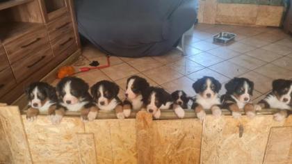 Berner Sennen Welpen