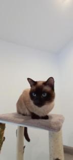 Siam Seal Point Deckkater