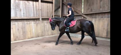 Reitbeteiligung Pferd sucht Reiter in
