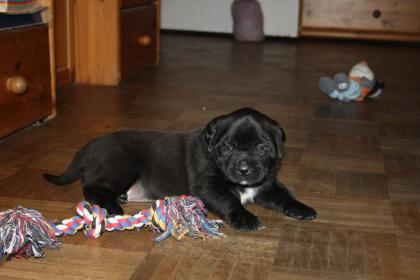 Hunde, Welpen, Saupacker, Molosser, mit Papieren, .