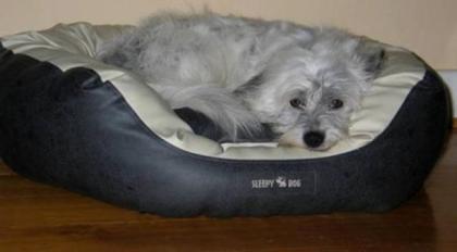 Das gesunde Hundebett DONUT von SLEEPY DOG