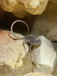Halsbandleguan Weibchen, Crotaphytus collaris ca. 1, 5 Jahre alt