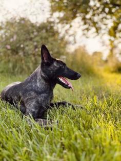 Herder Hündin, Holländische Schäferhündin