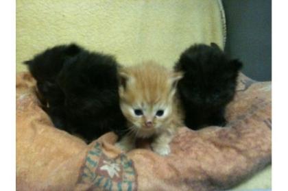 Süße Persermixkitten abzugeben