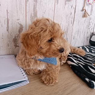 Maltipoo Welpen Rüde aprico