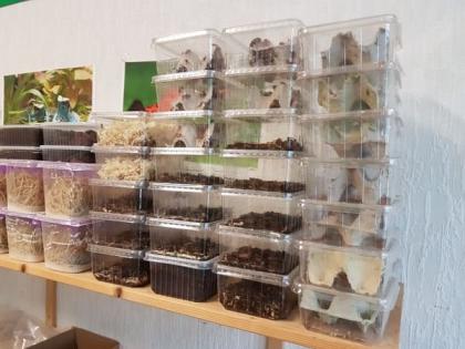 Heimchen 1, 70 Euro, Drosophila 2, 50 Euro, Springschwänze 2, 50 Euro in Erfurt
