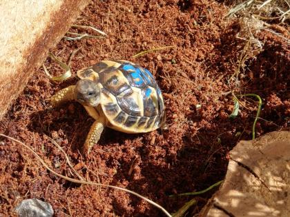 Griechische Landschildkröten, THH und Tm weissingeri von 21 von Privat