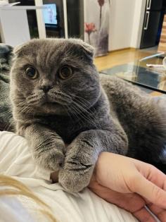 Deckkater BKH
