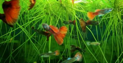 Koi Guppys Aquarium Zierfische Männchen Weibchen Pärchen rot