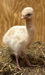 Dromaius novaehollandiae Emu