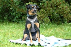 LEGO - männlich 5 Jahre 44 cm 10 kg Pinscher-Mix Gechipt Kastriert
