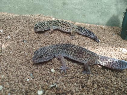 Leopardgeckos plus Terrarium