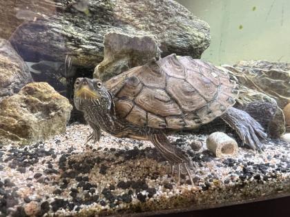 Wasserschildkröte Mississippi Höckerschildkröte