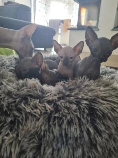 Sphynx Katzen 3 Jungs.