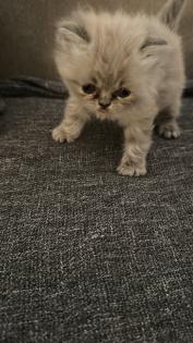 Perser Kitten mit Nase