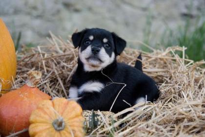 Jack Russel Mix Welpen