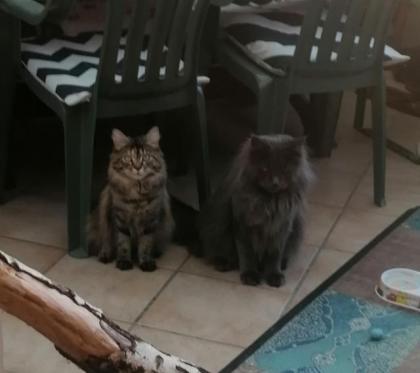 Main Coon Kitten suchen liebevolles Zuhause