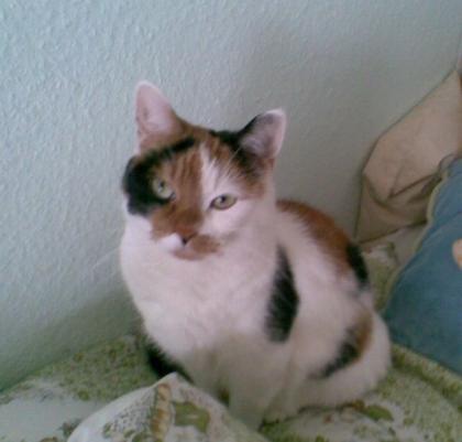 Lilly sucht liebevolles Frauchen mit Zeit