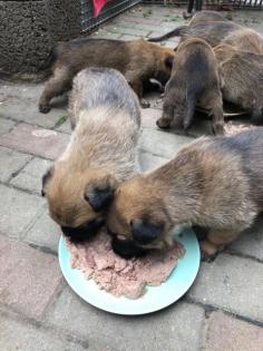 MALINOIS starke Welpen in liebevolle Hände abzugeben