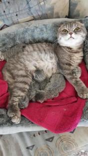 Britisch-Kurzhaar-Katzenbabys