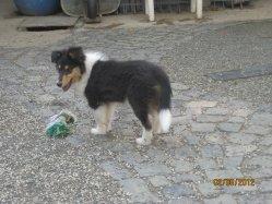 Colliewelpen m. Pap.