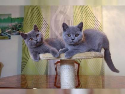 Britisch Kurzhaar Kitten super lieb