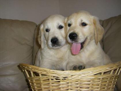 Süsse kleine Golden Retriever Welpen