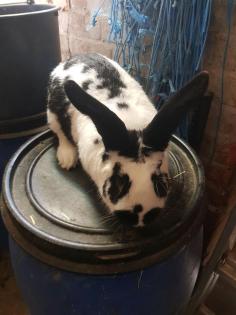 Hasen Kaninchen