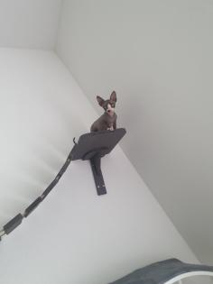 Abzugeben Sphynx kitten 2023
