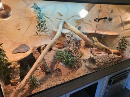 Bartagame mit terrarium abzugeben