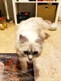 BLH Katzendame sucht Zuhause
