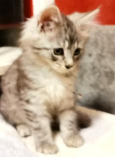 Maine Coon Kitten zum Knutschen
