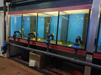Profi Aquarium - Fisch-Zuchtanlage mit Ablaufvorrichtung