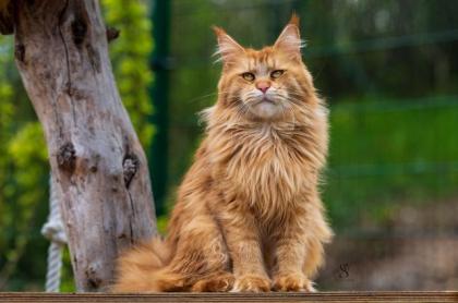 Rotes Maine Coon Mädchen