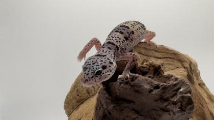 Leopardgecko 1. 13. 16