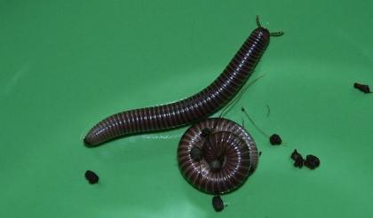 Archispirostreptus gigas Riesentausendfüßer