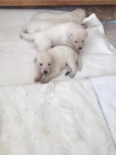 Berger Blanc Suisse langstock