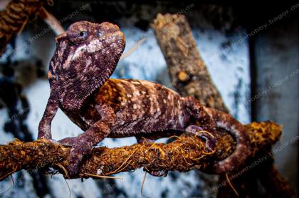 Pantherchamäleon Furcifer Pardalis Ambilobe DNZ Weibchen Pantherchameleon