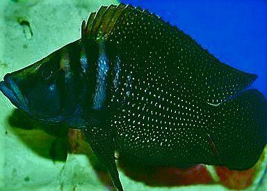Tanganjika- u. Malawibuntbarsche abzugeben Tropheus, Frontosa, Brichardi, Yello